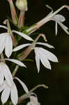 Cardinal flower